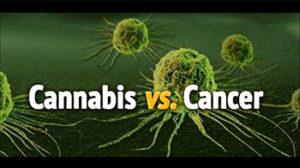 cannabis vs cancer